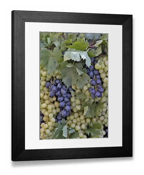 Framed Print : Europe, Italy Framed Print : Europe, Italy