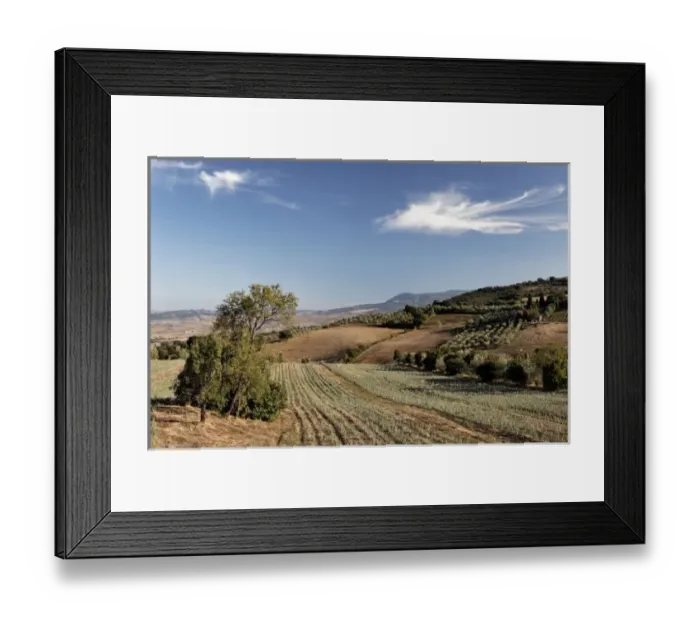 Framed Print : Olive trees and vineyards, Tuscany, Italy Framed Print : Olive trees and vineyards, Tuscany, Italy