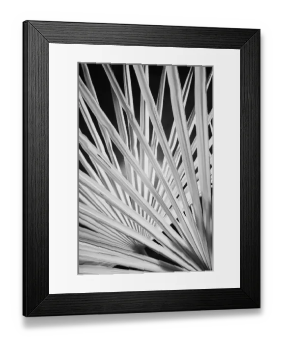 Framed Print : Infra Red Black & White view of palm tree fronds, Montalcino, Italy, Tuscany