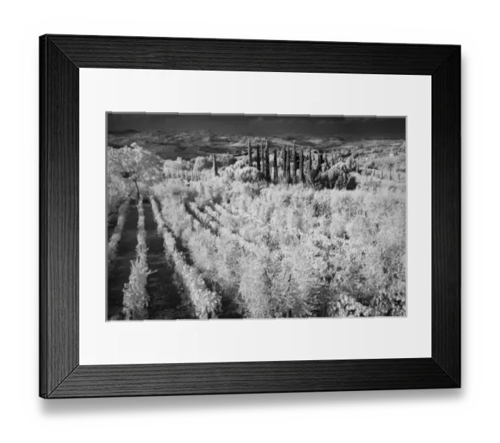 Framed Print : Infra Red Black & White of vineyards, Montepulciano, Italy, Tuscany Framed Print : Infra Red Black & White of vineyards, Montepulciano, Italy, Tuscany
