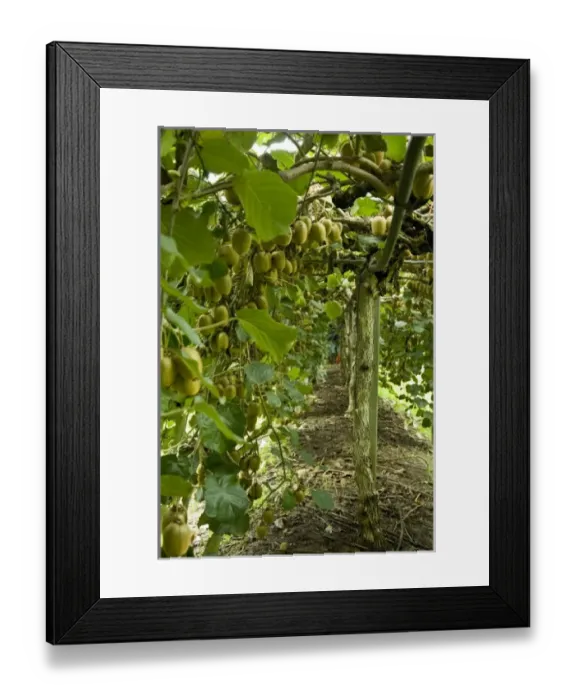 Framed Print : Europe, Italy Framed Print : Europe, Italy