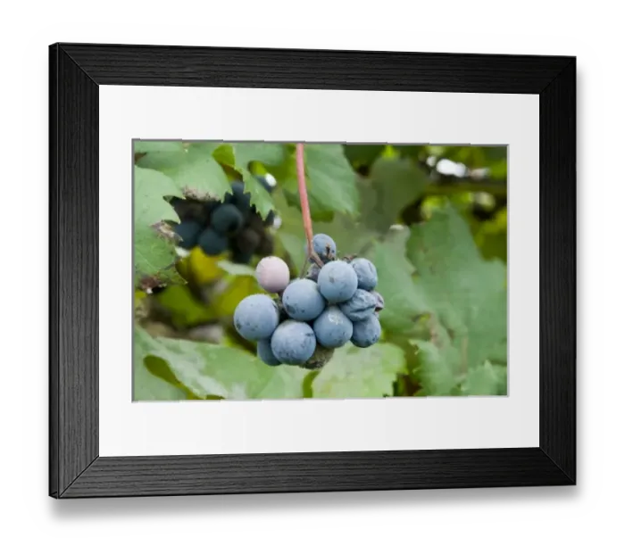 Framed Print : Italy, Piedmont (Piemonte), La Morra, grapes on the vine Framed Print : Italy, Piedmont (Piemonte), La Morra, grapes on the vine