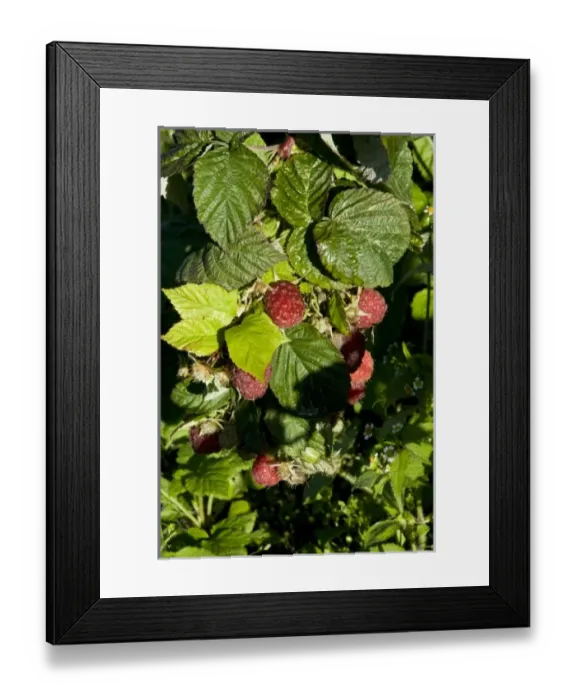 Framed Print : Europe, Italy