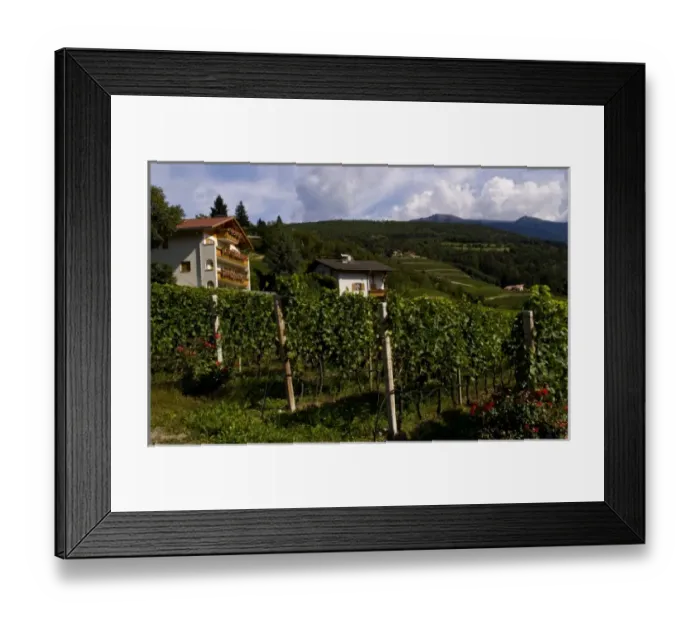 Framed Print : Vineyards and homes in small village vineyard near Bressanone Italy in the Italian Alps Framed Print : Vineyards and homes in small village vineyard near Bressanone Italy in the Italian Alps