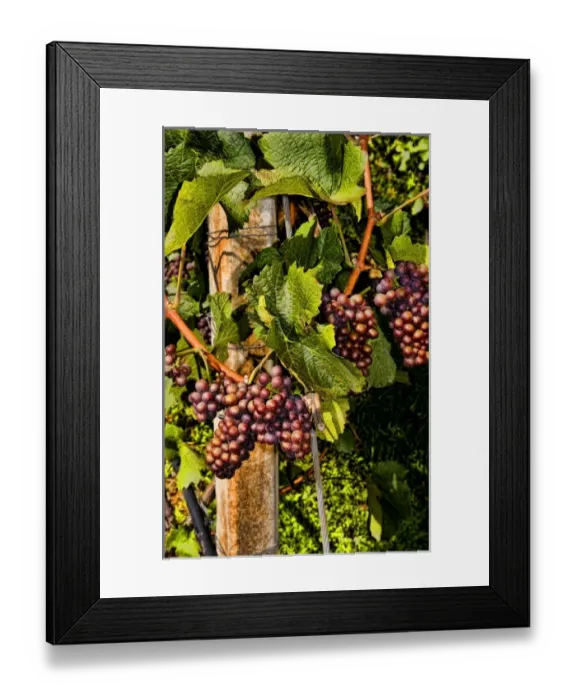 Framed Print : Europe, Italy