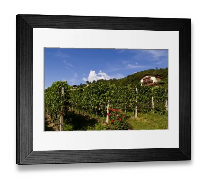 Framed Print : Vineyards and homes in small village vineyard near Bressanone Italy in the Italian Alps Framed Print : Vineyards and homes in small village vineyard near Bressanone Italy in the Italian Alps