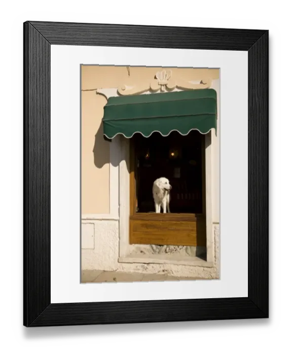 Framed Print : Italy, Cinque Terre, Monterosso. A white dog in a hotel window Framed Print : Italy, Cinque Terre, Monterosso. A white dog in a hotel window