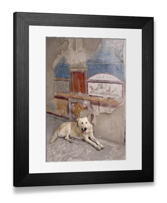 Framed Print : Italy, Campania, Pompeii. A stray dog and fresco Framed Print : Italy, Campania, Pompeii. A stray dog and fresco