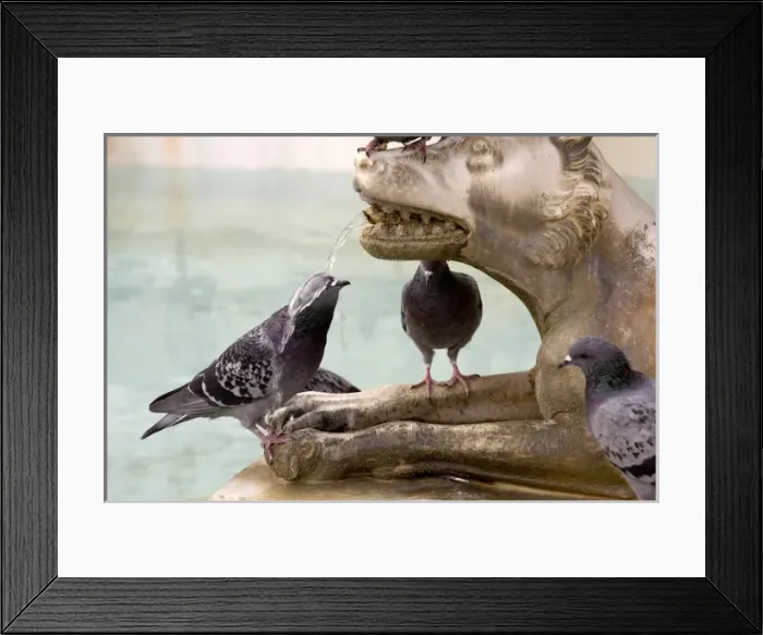 Framed Print : Italy, Tuscany, Sienna. Pigeon gets wet from water spouting from the mouth of a wolf Framed Print : Italy, Tuscany, Sienna. Pigeon gets wet from water spouting from the mouth of a wolf