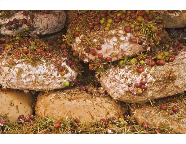 Italy, Tuscany, Pienza. Close-up of cheese being seasoned in juniper needles and berries