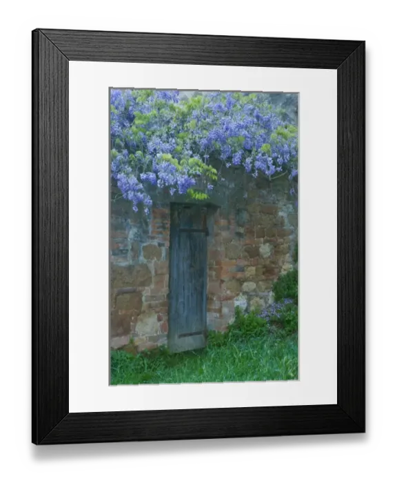 Framed Print : Italy, Tuscany. Wisteria blossoms hang over an old doorway in Pienza