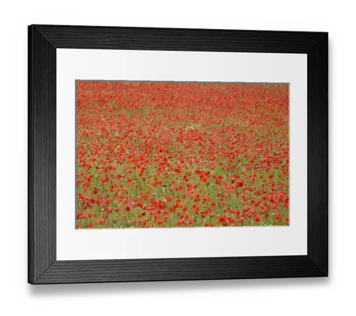 Framed Print : Italy, Tuscany, field of red poppies Framed Print : Italy, Tuscany, field of red poppies