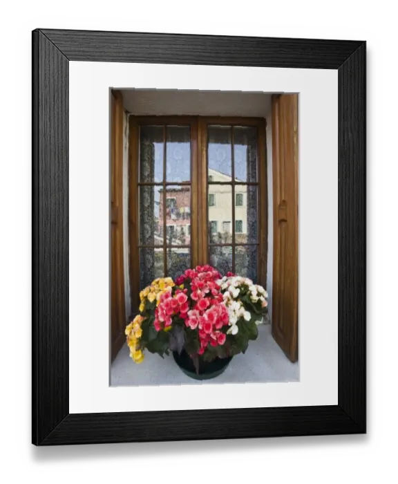 Framed Print : Italy, Burano. Begonias in window Framed Print : Italy, Burano. Begonias in window