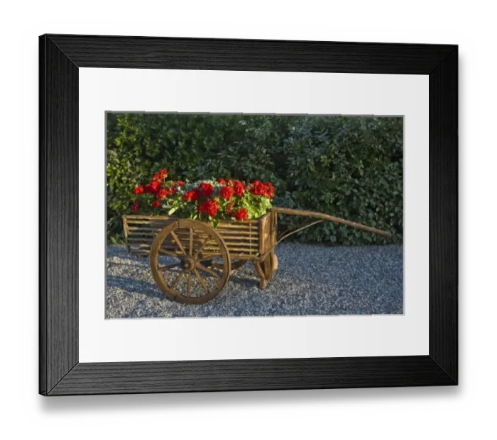 Framed Print : Italy, Tuscany. Red geraniums spill out of an old wooden cart