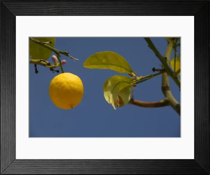 Framed Print : Europe, Italy, Sicily, Taormina. Local lemon tree