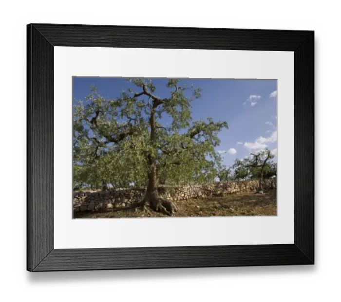 Framed Print : Olive tree, Apulia, Italy Framed Print : Olive tree, Apulia, Italy