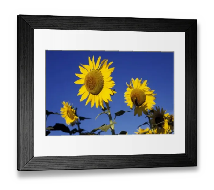 Framed Print : Europe, Italy, Buonconvento. Sunflowers