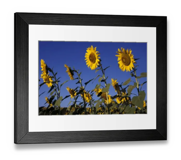 Framed Print : Europe, Italy, Buonconvento. Sunflowers Framed Print : Europe, Italy, Buonconvento. Sunflowers