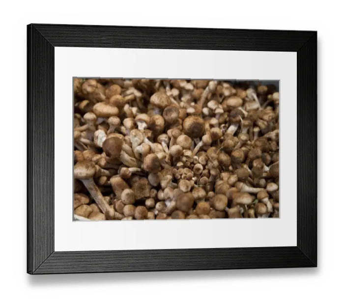 Framed Print : Venice, Veneto, Italy - A display of bulk mushrooms for sale in a market Framed Print : Venice, Veneto, Italy - A display of bulk mushrooms for sale in a market