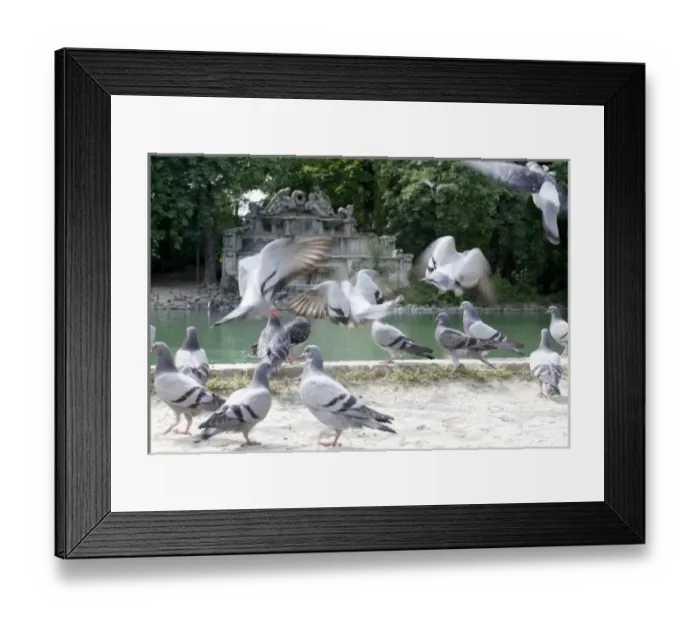 Framed Print : Flock of pigeon at the local Parco Ducale, public park Framed Print : Flock of pigeon at the local Parco Ducale, public park
