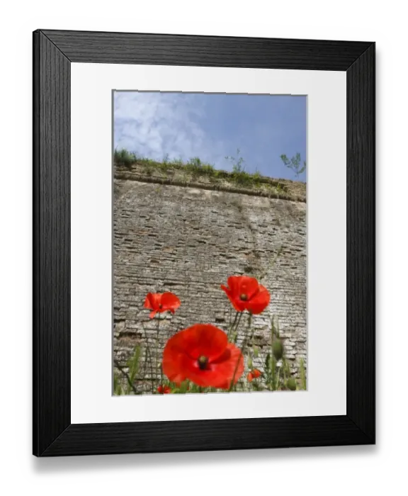 Framed Print : Poppies and fortress wall