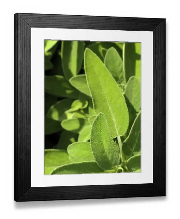 Framed Print : Europe, Italy Framed Print : Europe, Italy