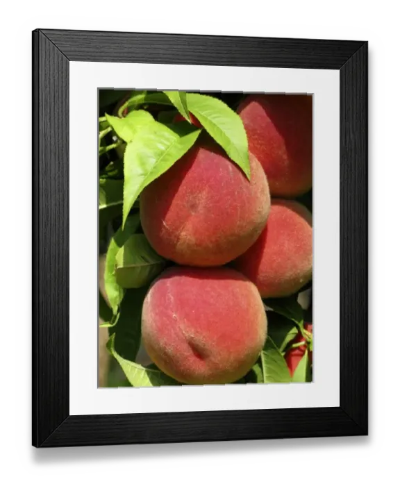 Framed Print : fruit from the garden Framed Print : fruit from the garden