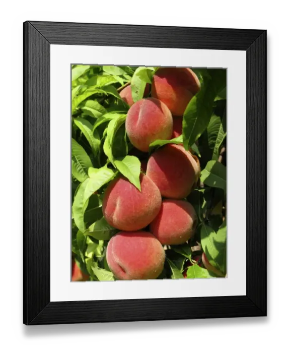 Framed Print : fruit from the garden Framed Print : fruit from the garden