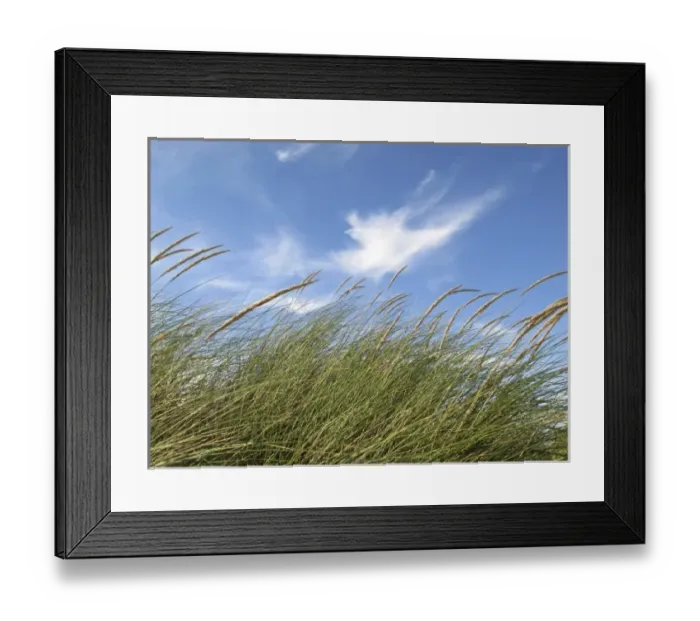 Framed Print : grass swinging in the wind Framed Print : grass swinging in the wind