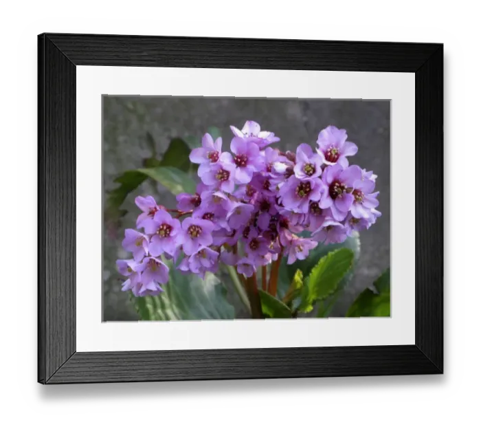 Framed Print : springtime in the garden Framed Print : springtime in the garden