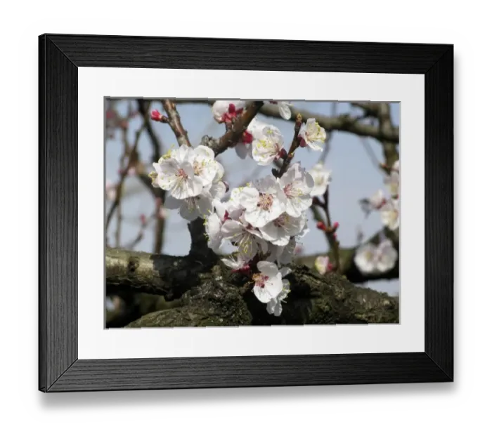 Framed Print : apricot tree flowers in a sunny spring day Framed Print : apricot tree flowers in a sunny spring day