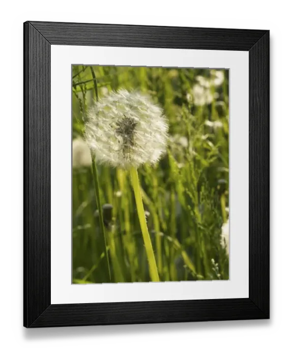Framed Print : Europe, Italy