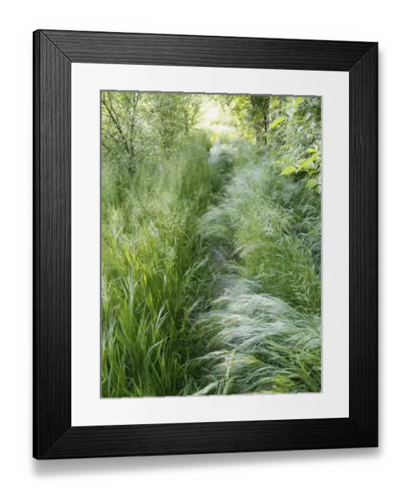 Framed Print : Italy, Mantova / Mantua. Springtime path in the countryside Framed Print : Italy, Mantova / Mantua. Springtime path in the countryside