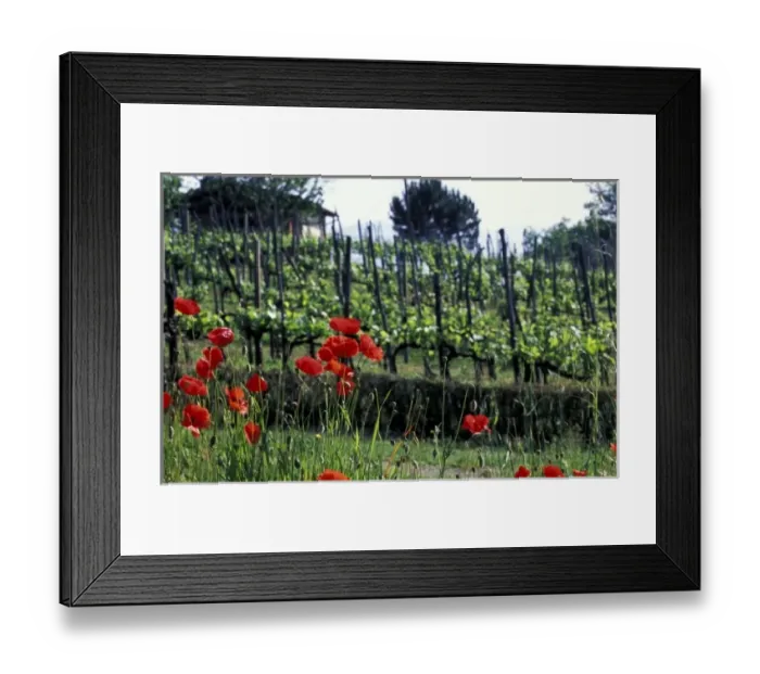 Framed Print : Europe, Italy, Umbria, Perugia. Poppy flowers
