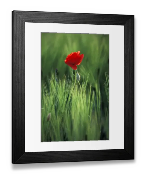Framed Print : Europe, Italy, Umbria, Perugia. Poppy flower