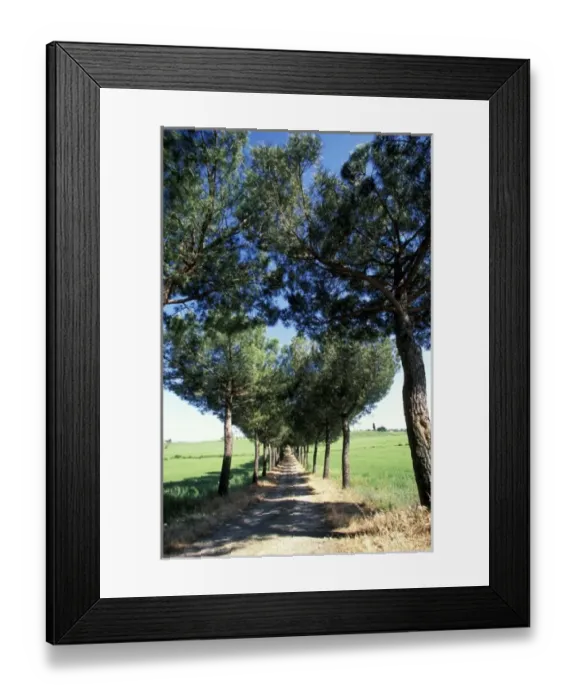 Framed Print : Europe, Italy, Tuscany. Dirt road lined with trees Framed Print : Europe, Italy, Tuscany. Dirt road lined with trees