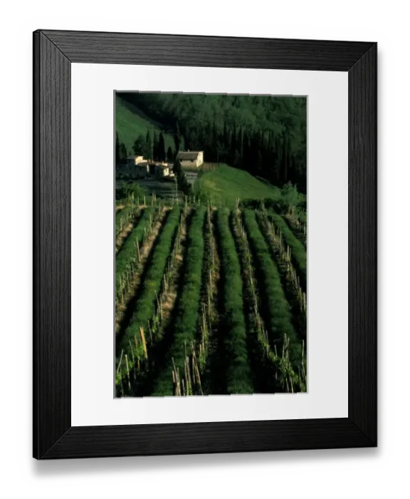 Framed Print : Europe, Italy, Umbra. Scenic wine vineyard rows Framed Print : Europe, Italy, Umbra. Scenic wine vineyard rows