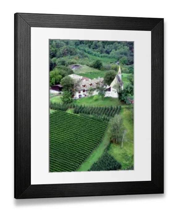 Framed Print : Teroldego grapes grow in a vineyard near Mezzocorona in Northern Italy Framed Print : Teroldego grapes grow in a vineyard near Mezzocorona in Northern Italy