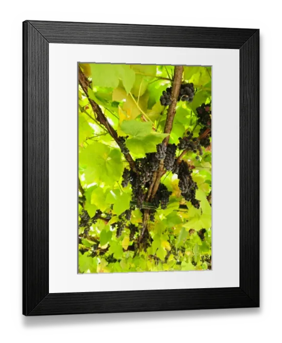 Framed Print : Europe, Italy Framed Print : Europe, Italy