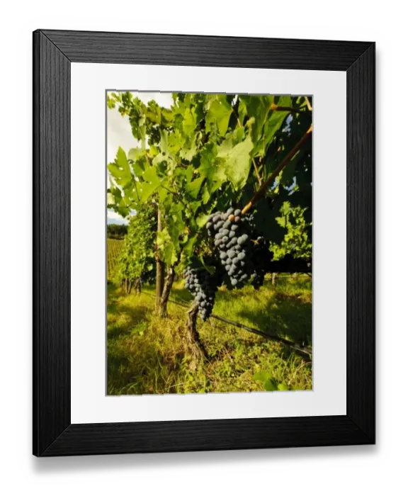 Framed Print : Europe, Italy Framed Print : Europe, Italy