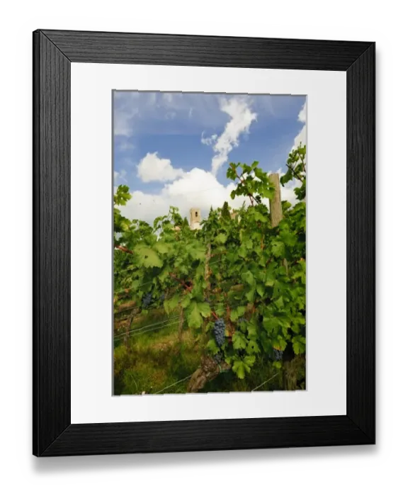 Framed Print : Italy, Tuscany. Late summer wine scenes from Tuscany Framed Print : Italy, Tuscany. Late summer wine scenes from Tuscany