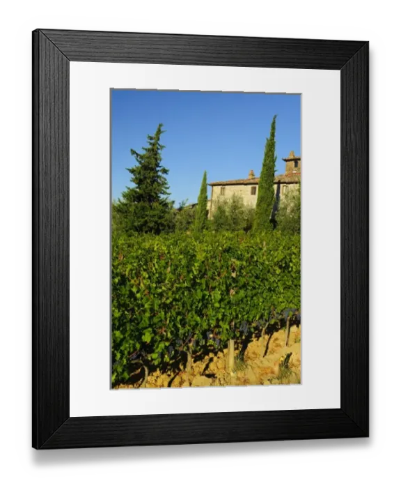 Framed Print : Italy, Tuscany, Greve. Late summer wine scenes from Villa Vignamaggio in Tuscany