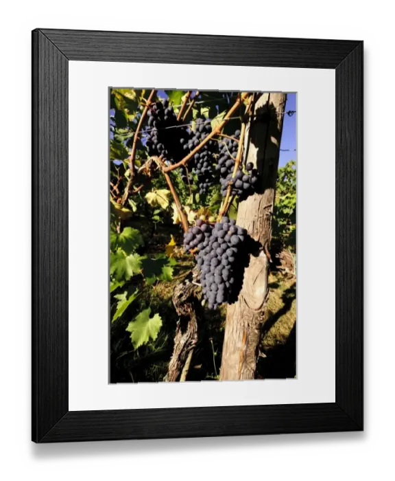 Framed Print : Europe, Italy Framed Print : Europe, Italy