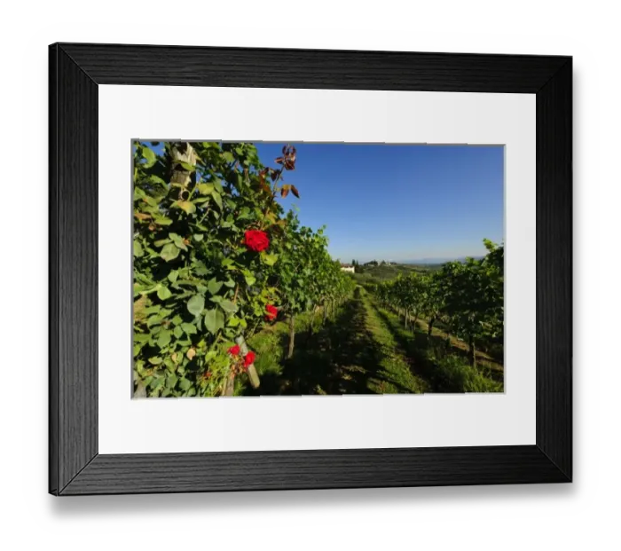 Framed Print : Italy, Tuscany, Greve. The vineyards of Castello di Verrazzano grow roses which serve