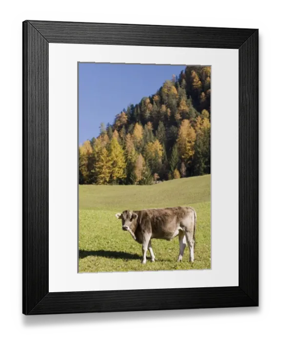 Framed Print : Europe, Italy Framed Print : Europe, Italy