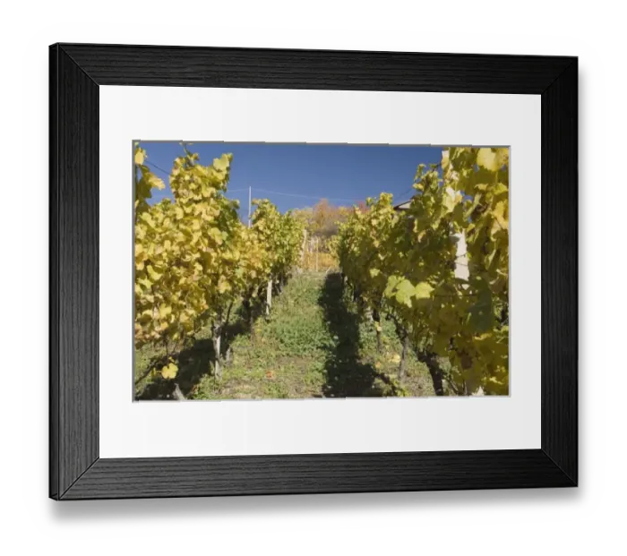 Framed Print : Italy, Trentino - Alto Adige, Bolzano province, Dolomites, Val di Funes, vineyards Framed Print : Italy, Trentino - Alto Adige, Bolzano province, Dolomites, Val di Funes, vineyards
