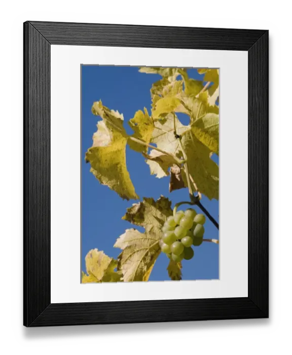 Framed Print : Italy, Trentino - Alto Adige, Bolzano province, Dolomites, Val di Funes, wineyards