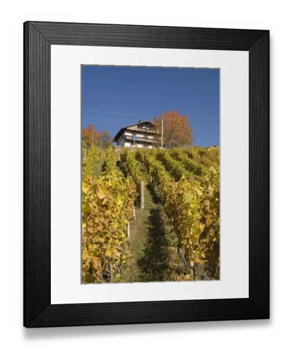Framed Print : Italy, Trentino - Alto Adige, Bolzano province, Dolomites, Val di Funes, wineyards Framed Print : Italy, Trentino - Alto Adige, Bolzano province, Dolomites, Val di Funes, wineyards