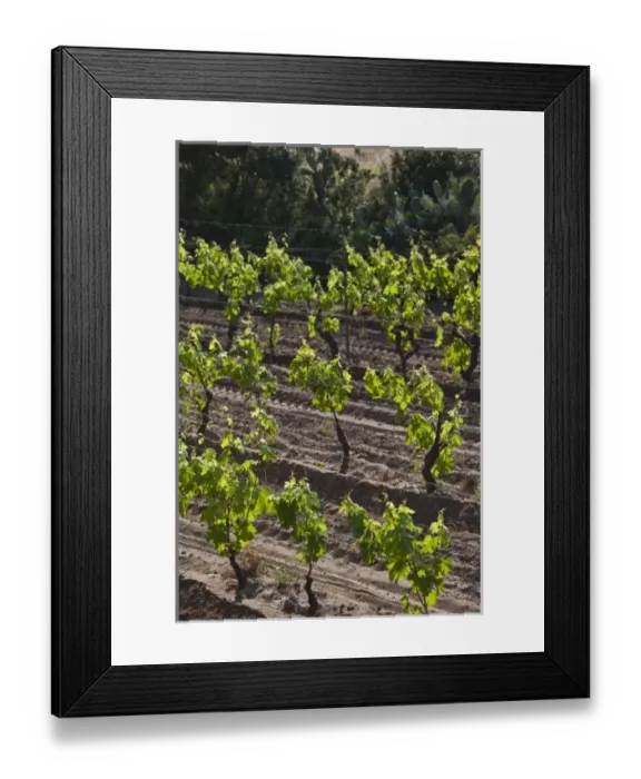 Framed Print : Europe, Italy Framed Print : Europe, Italy