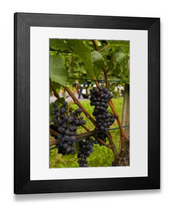 Framed Print : Europe, Liechtenstein Framed Print : Europe, Liechtenstein